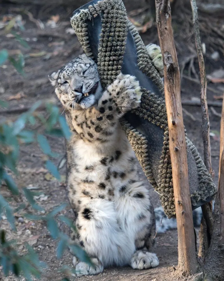 Snow leopard